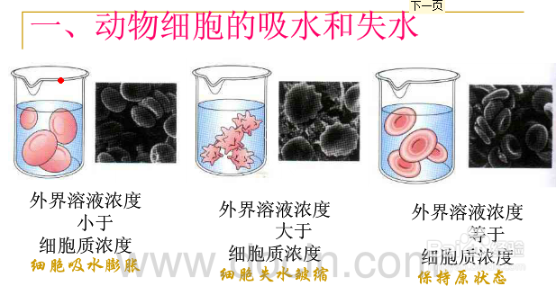 高中生物学习方法：[42]物质跨膜运输
