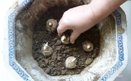 把发芽的芋头埋土里，收获大半盆芋头！