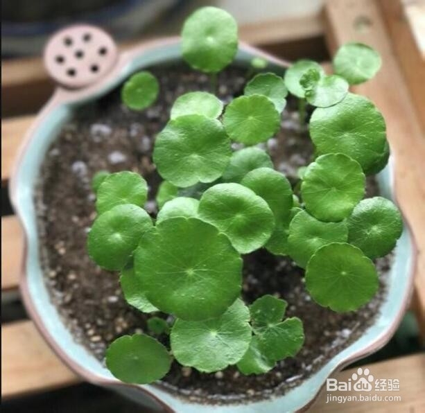 室外铜钱草怎么过冬