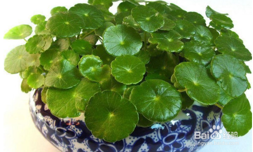室外铜钱草怎么过冬
