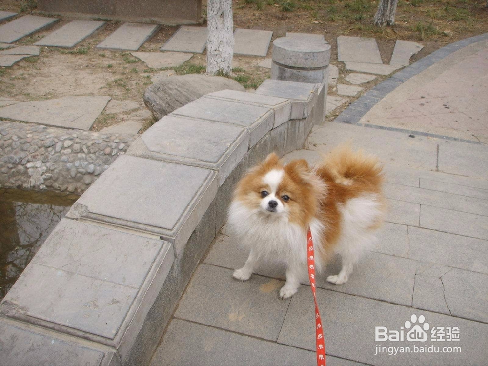 养幼犬注意事项 养小狗要注意什么