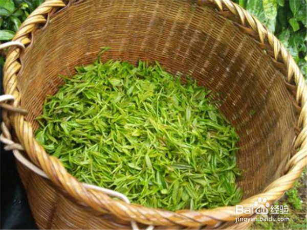 如何正确地喝茶