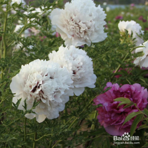 ​紫斑牡丹的种植技巧？