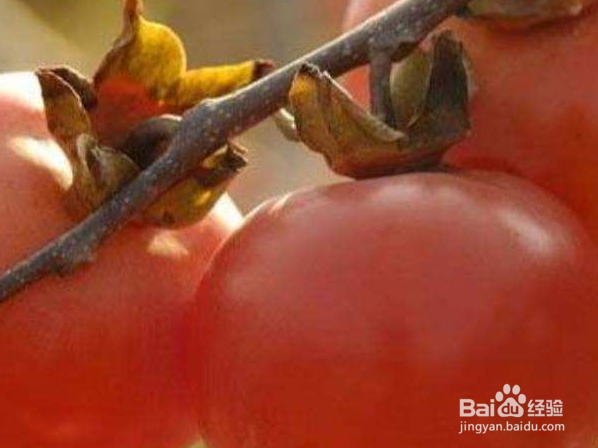 柿子是碱性还是酸性