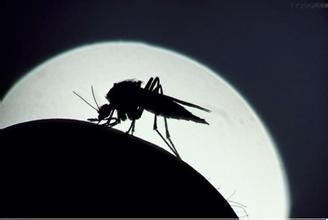 <b>蚊子会咬什么样的人</b>