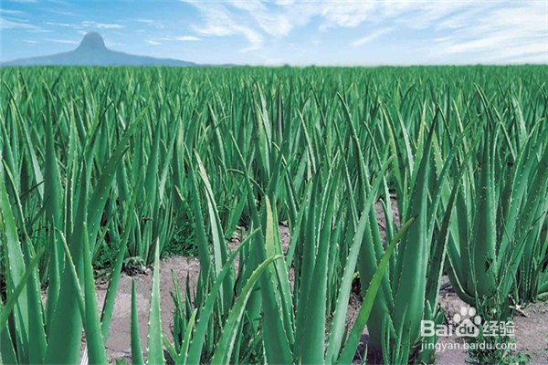 芦荟的养殖方法和注意事项
