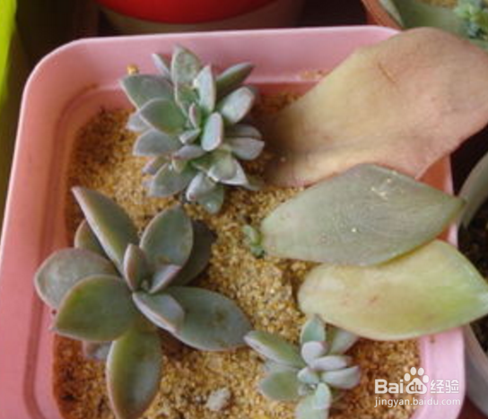 多肉植物白凤怎么露养