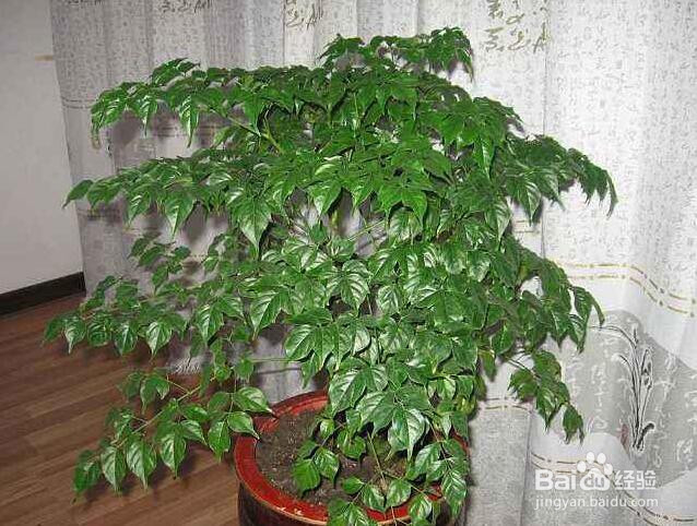 怎样养好幸福树