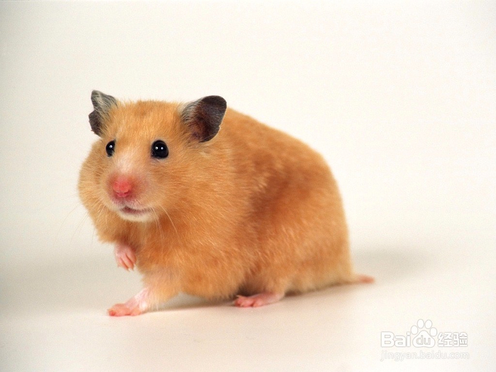 鼠成为宠物的特色