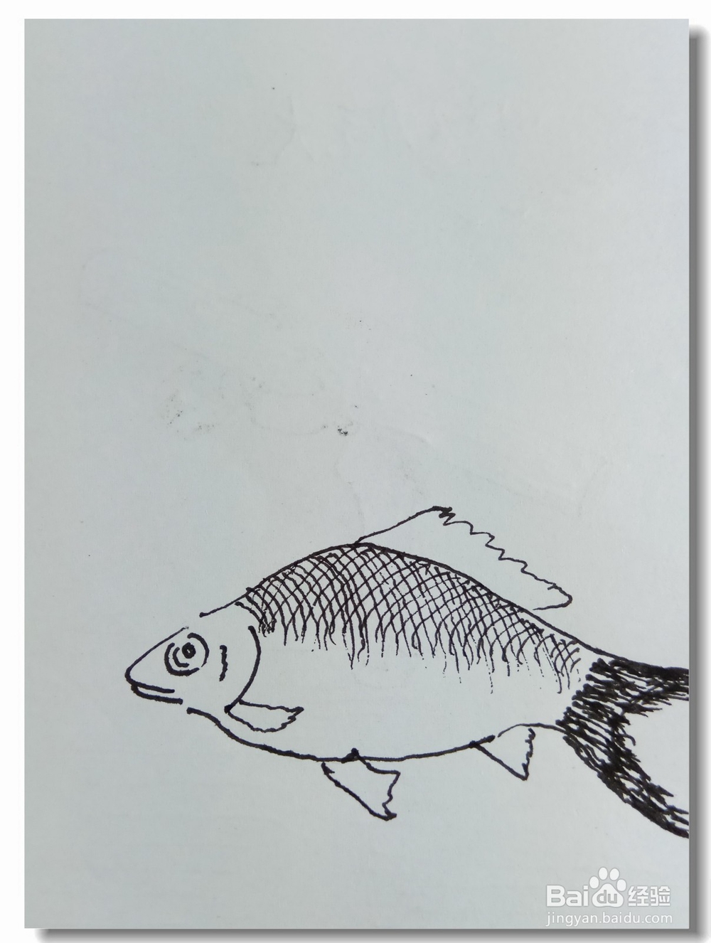 怎样画钢笔画“鲫鱼