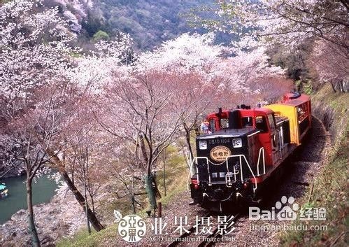 去日韩欣旅游赏樱花攻略