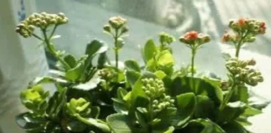 长寿花怎么养才能爆盆