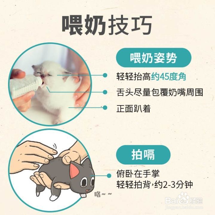 幼猫喂养攻略