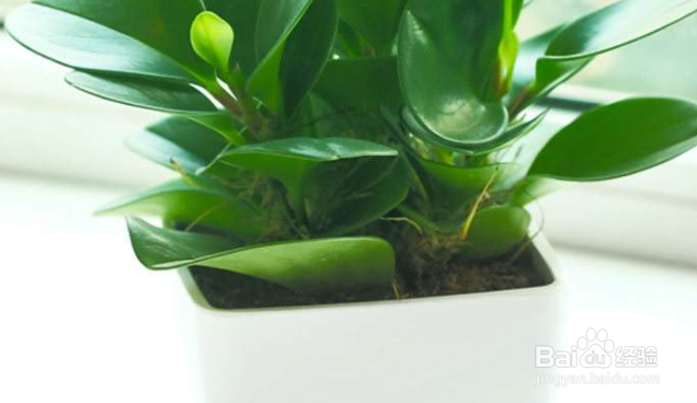 豆瓣绿的养殖方法和注意事项