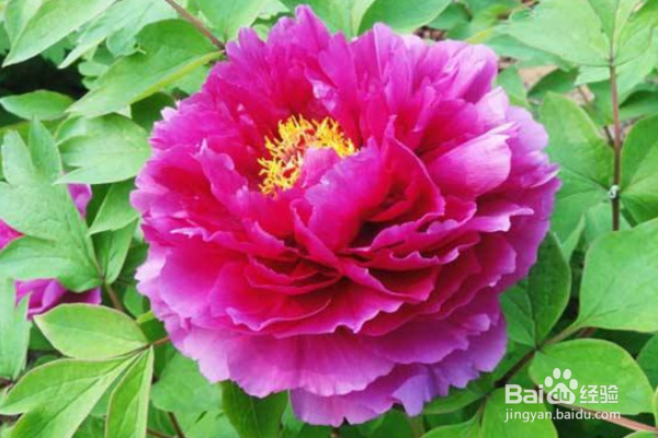 牡丹花怎么栽培