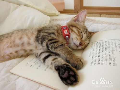 你知道猫咪不同的睡姿传达了什么信息吗？
