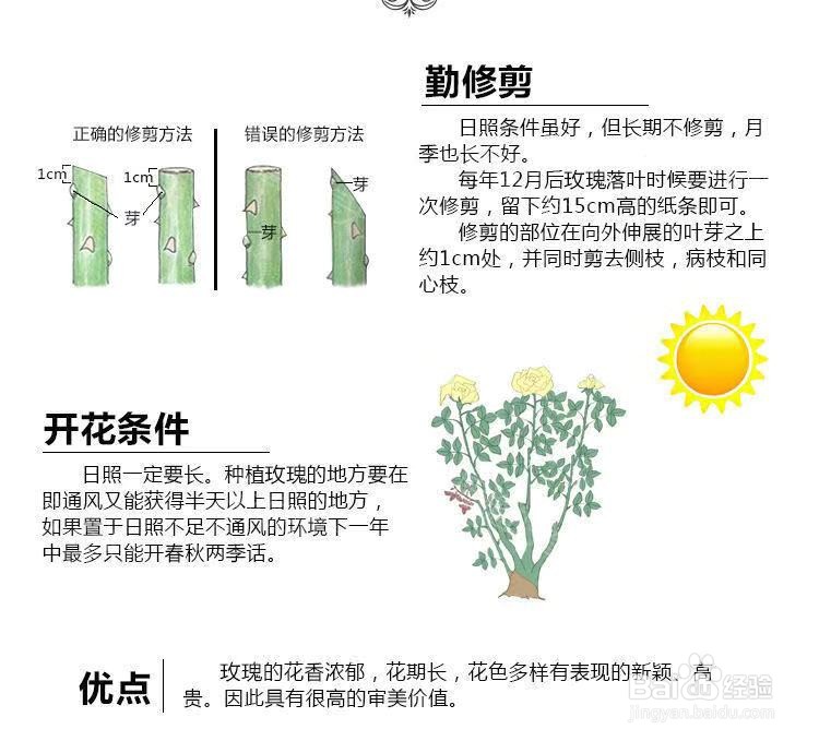 盆栽月季养殖方法和注意事项