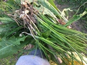 教你怎么做野韭菜野水芹炒蛋