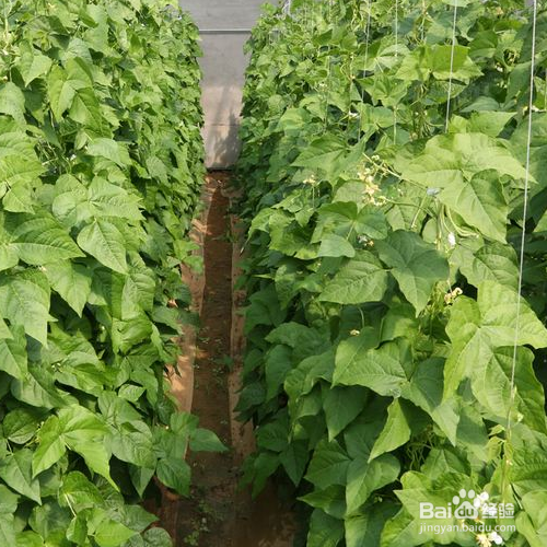 豇豆的培育方法和注意事项