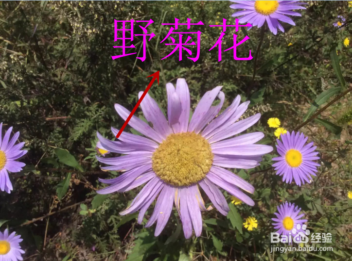 怎么样才能用PS在图片上添加所需的文字