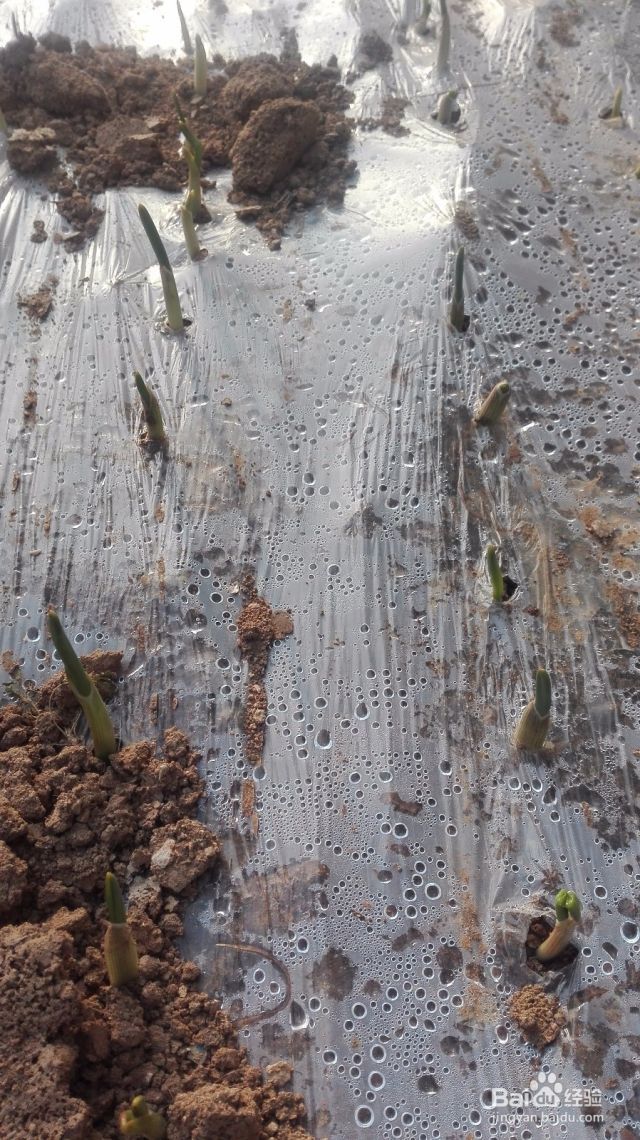 青翠蒜苗阳台种植-（青蒜苗栽培技术）[图]