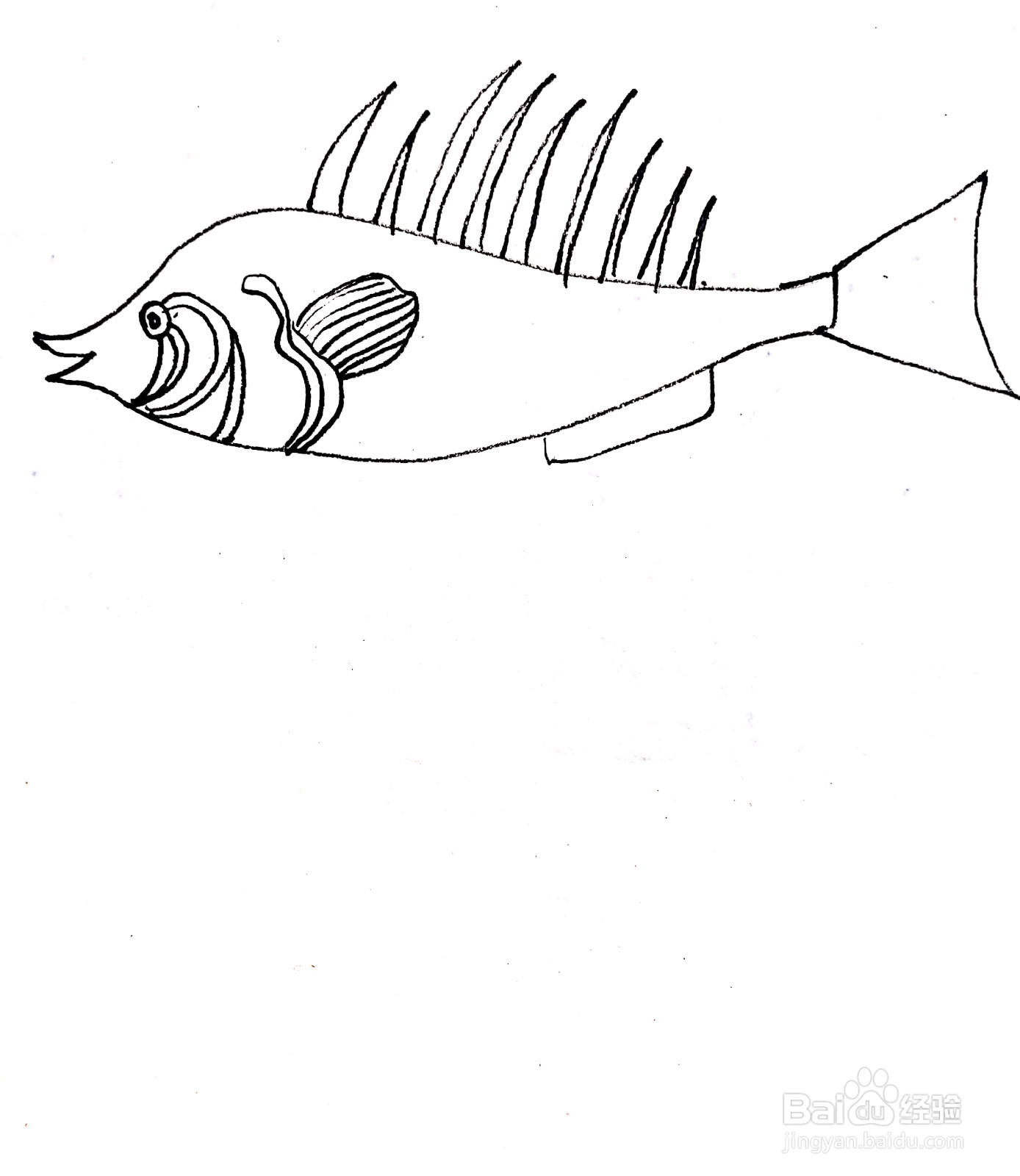 鲢鱼线描画怎么画
