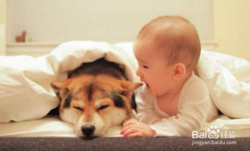 如何让宝宝与宠物安全相处？