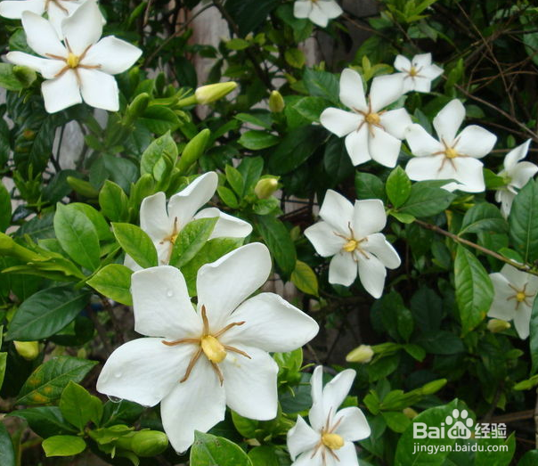 栀子花种植技巧