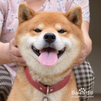 你知道怎么照顾年纪大的狗狗吗?