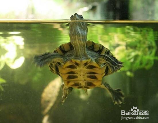 怎样养好一只龟?