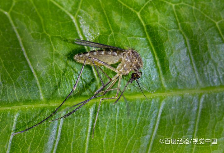 被花蚊子咬了很痒怎么办