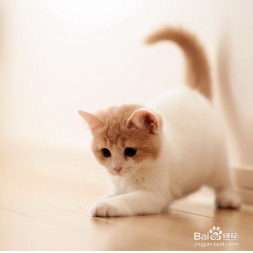 猫咪有哪些东西不能吃