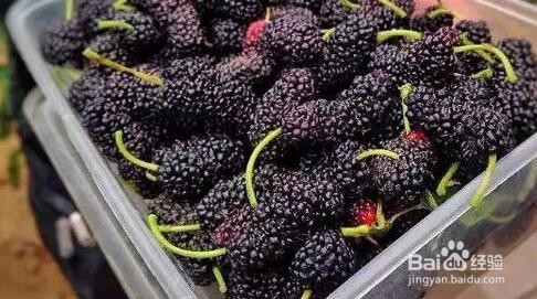 吃桑葚的好处和注意事项