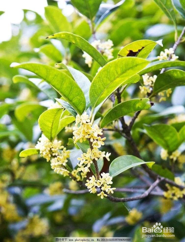 桂花太香了怎么改夸张句