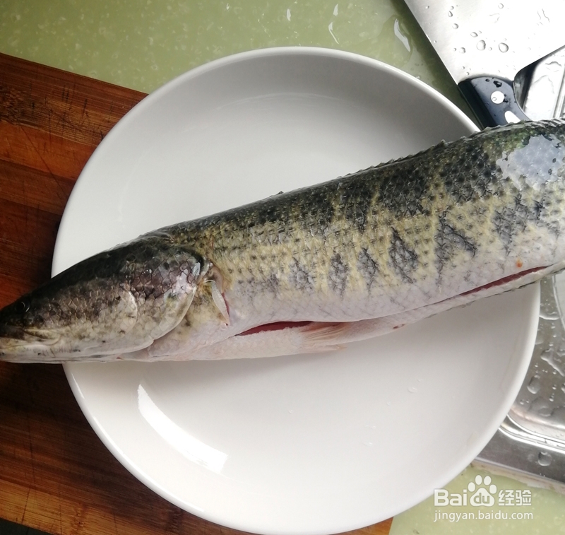 怎么做家常酸菜鱼(黑鱼)?