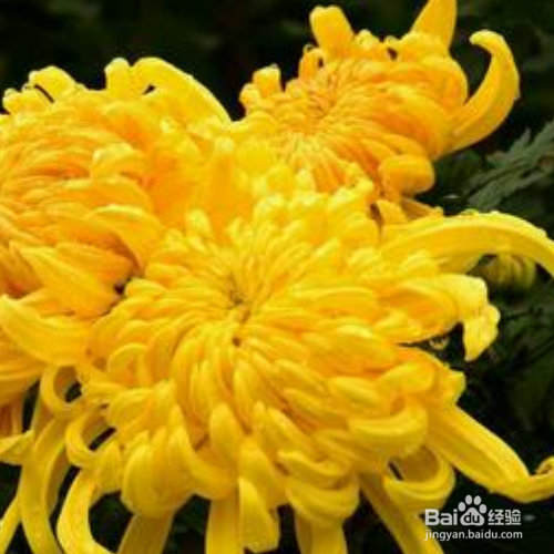 菊花扦插时间和方法