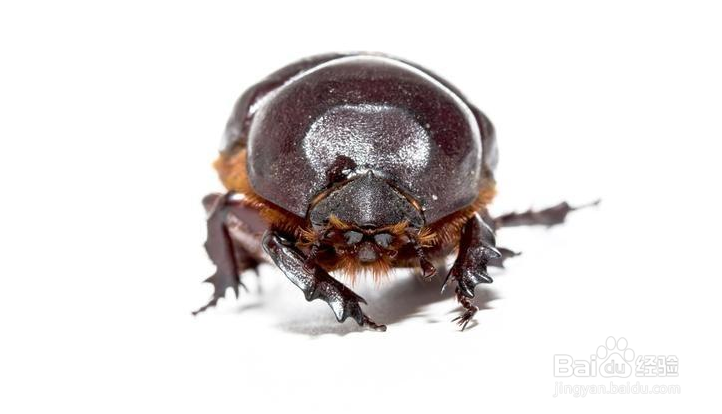 农村抓来喂鸡的“瞎打碰”为什么越来越少了？