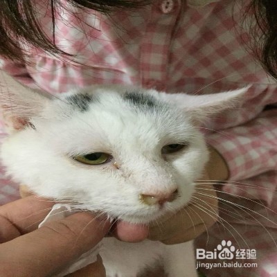 猫咪春季感冒怎么办