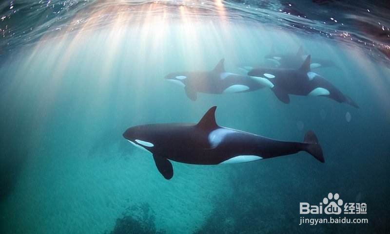 侏罗纪最强的海洋生物是哪些？强在哪？