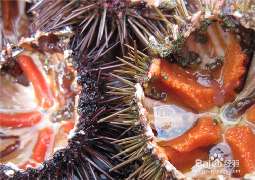 海胆怎么做好吃