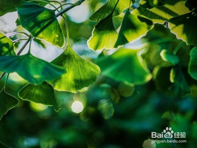 教你如何在家里制作植物养料