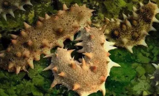 动物逃离危险的方法