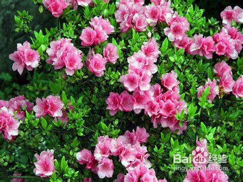 西洋杜鹃的浇水技巧