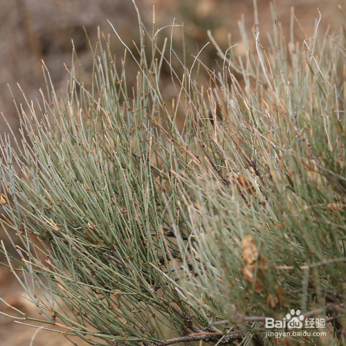 草麻黄的种植方法和注意事项