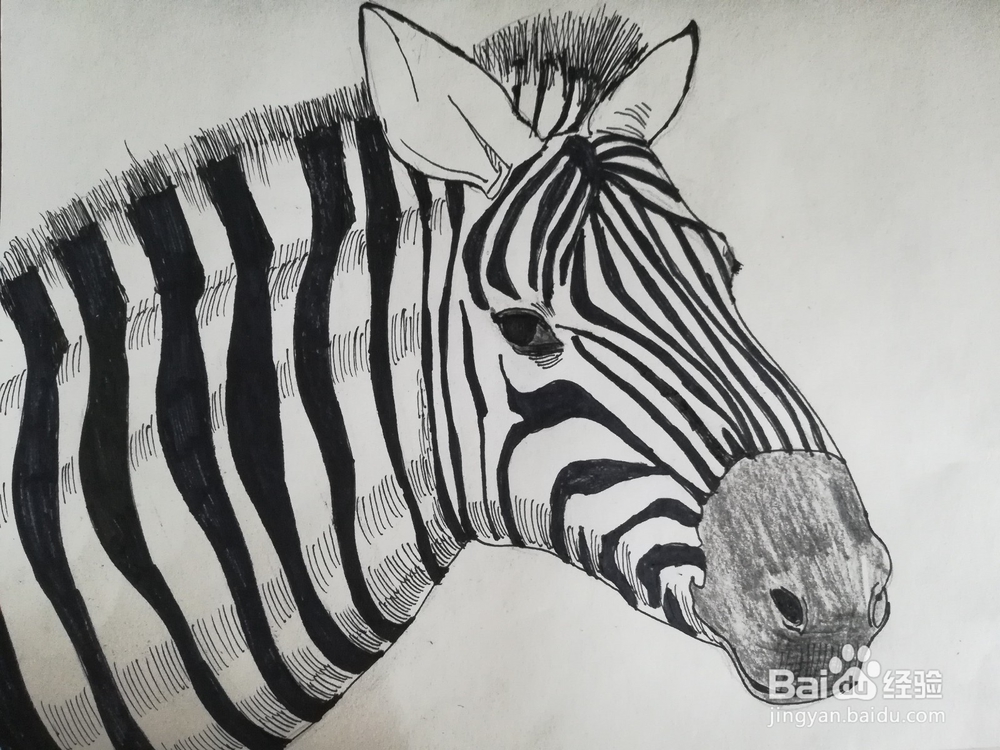 怎么画斑马的线描创意画