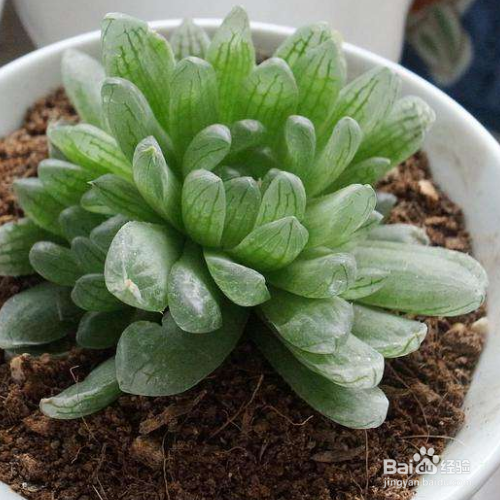 玉露长出侧芽后的处理方法？