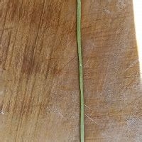 花样馒头的做法