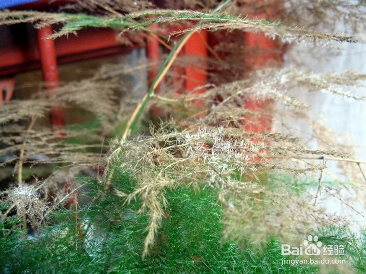 文竹叶子枯黄怎么办？