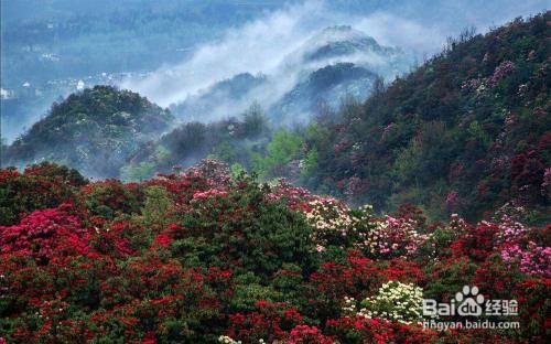 贵州百里杜鹃旅游攻略