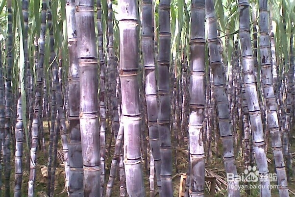 怎么挑新鲜水果——怎么挑甘蔗